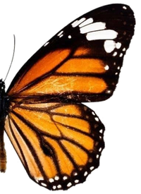 Right wing