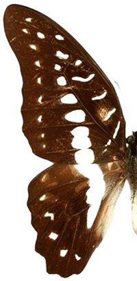 Left wing