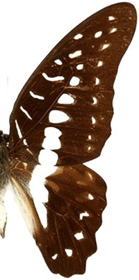 Right wing